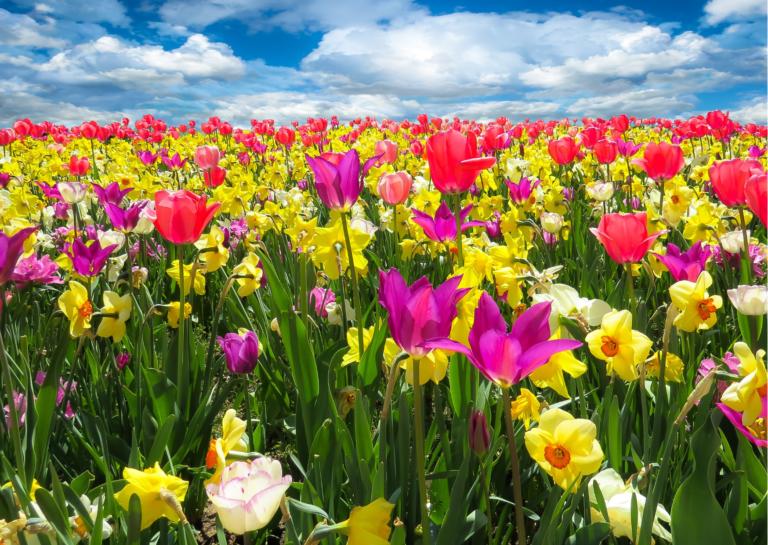 Rozstrzygnięcie konkursu fotograficznego                                     ,,Wiosna w mojej okolicy”🦋🌼🌷🍀🌳