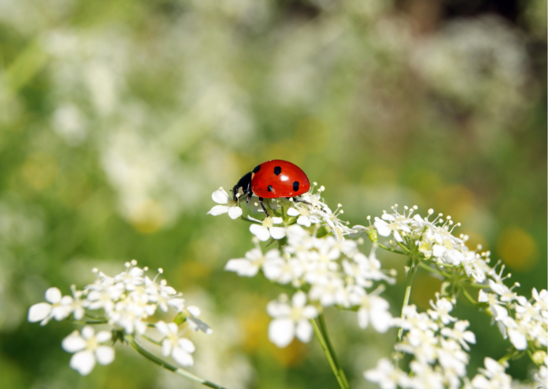 Zakończenie roku przedszkolnego w grupie II🐞🌼🌷