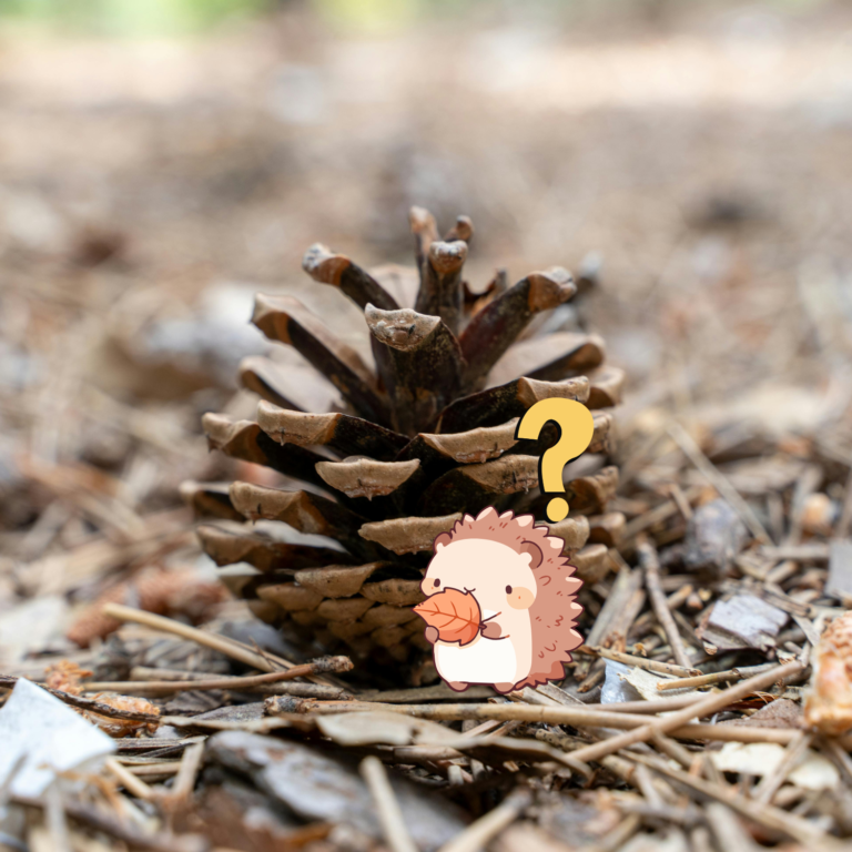Jak powstają jeże z szyszek?🦔