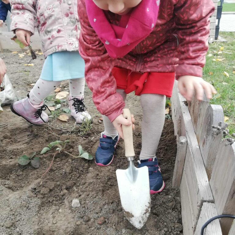 Sadzimy truskawki w przedszkolnym ogródku👩🏻‍🌾👨🏻‍🌾🌱