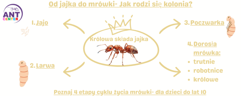 Podróż wgłąb mrowiska – warsztaty o mrówkach w naszym przedszkolu