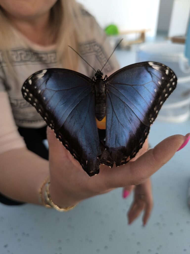 Warsztaty z motylami🦋