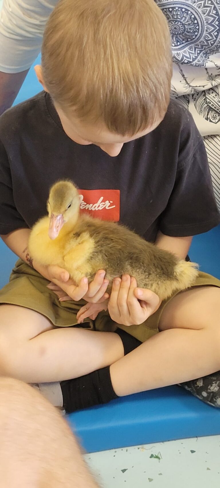 ZWIERZAKOWE PRZEDSZKOLE🐁🐤🦆🐰🐭
