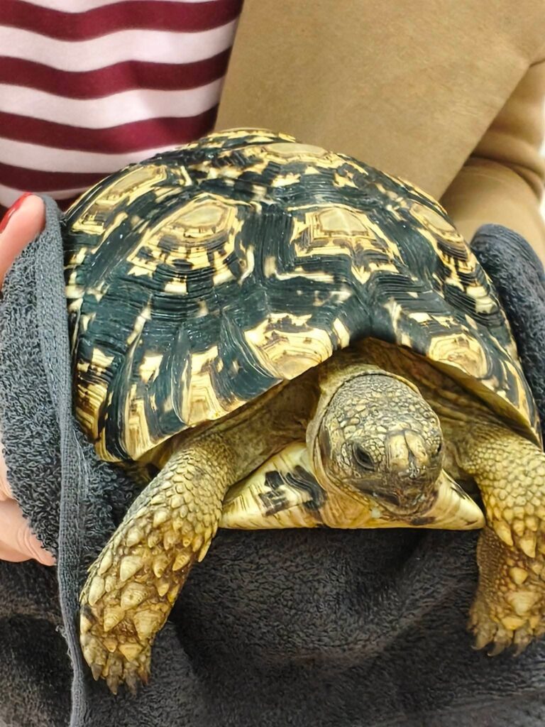 Ośmiorniczki odwiedził żółw Stefan i gekon🐢🦎🤩